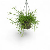 Rhipsalis teres f. prismatica – Zimmerpflanze im Kulturtopf auf weißem Hintergrund, Produktfoto 3.