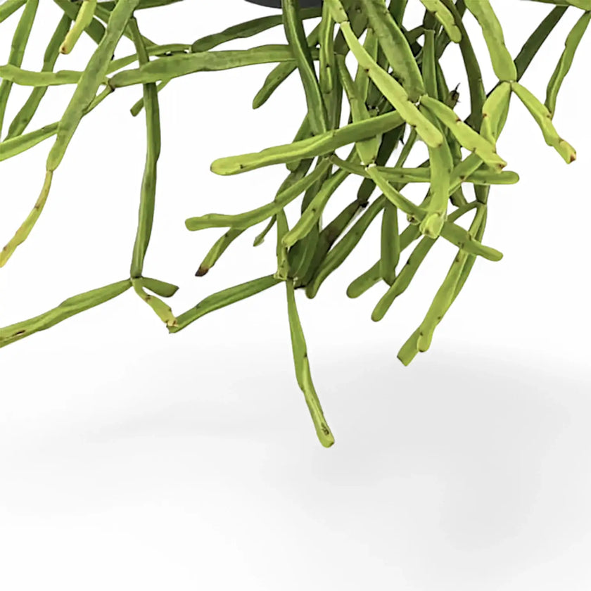 Rhipsalis trigona close-up of leaf on white background.