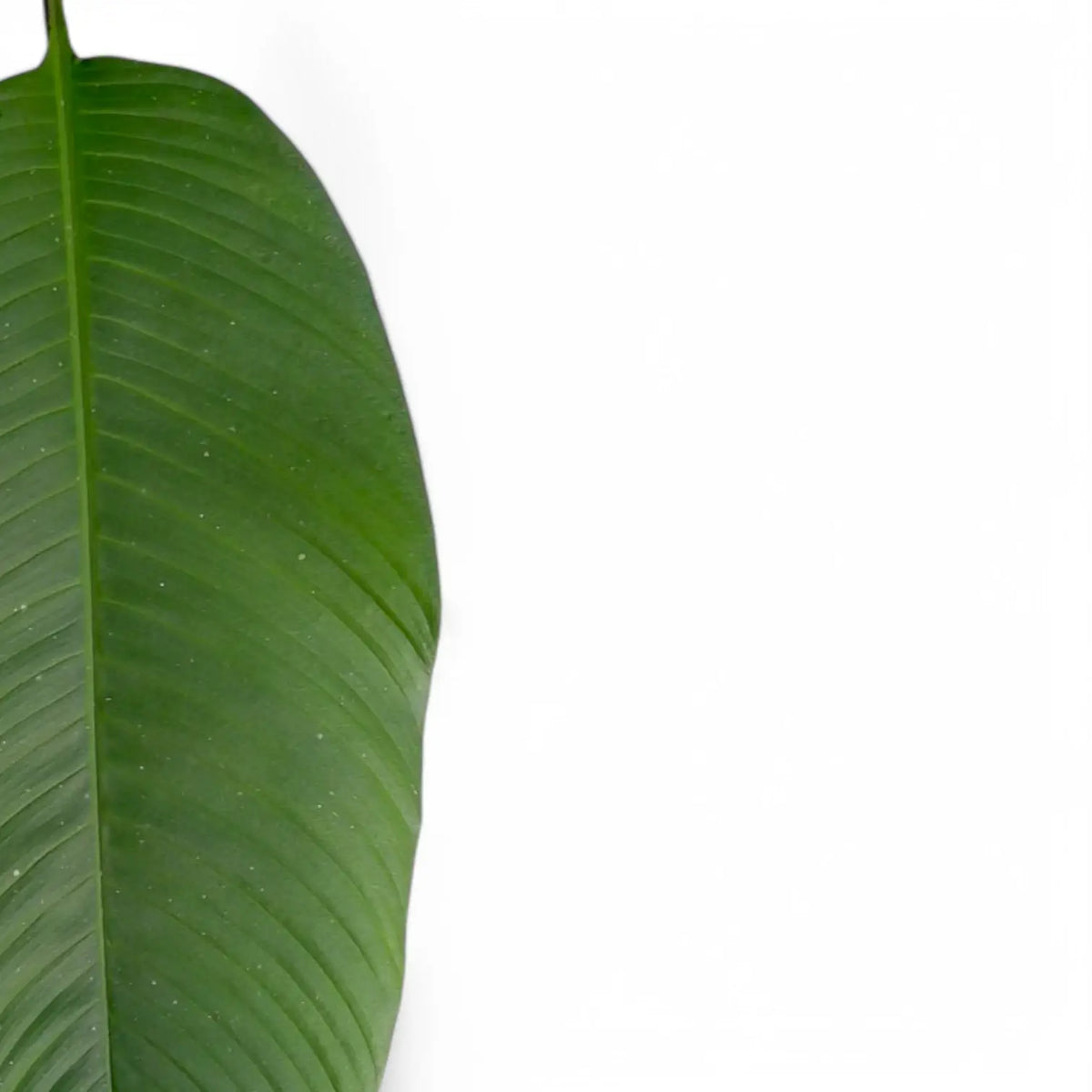 Rhodospatha latifolia – Blattdetail vor weißem Hintergrund..