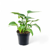 Rhodospatha latifolia Zimmerpflanze im Anzuchttopf vor weißem Hintergrund, Produktfoto 2.