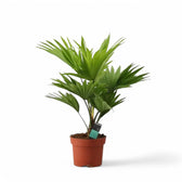 Saribus rotundifolius potted plant in nursery pot on white background.