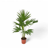 Saribus rotundifolius potted plant in nursery pot on white background.