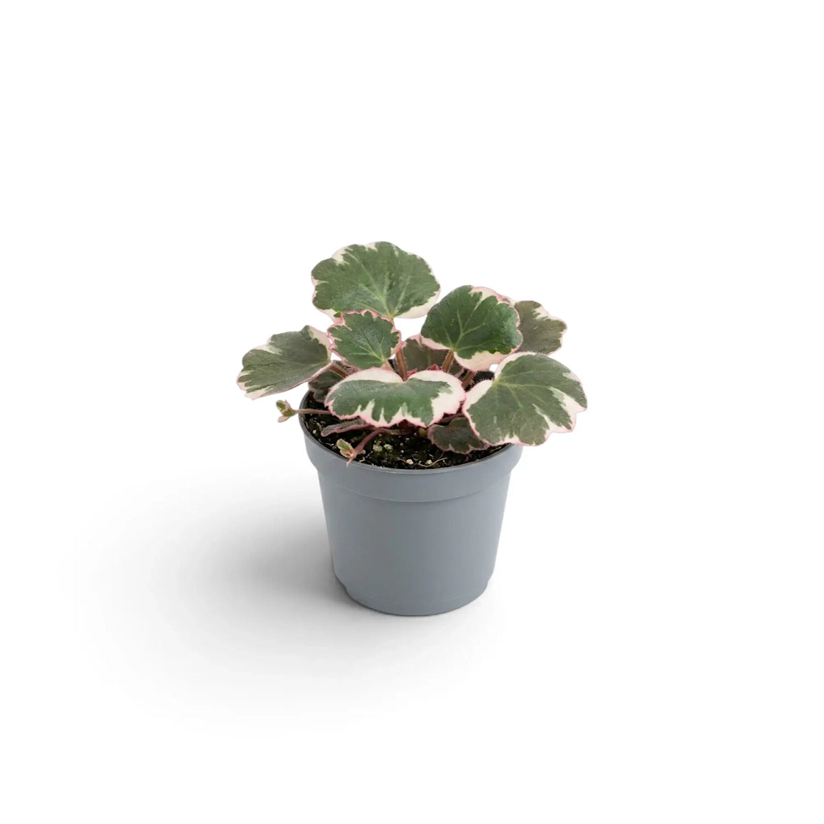 Baby Saxifraga stolonifera ‘Variegata’ with pink-edged leaves in a grey pot