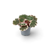 Front view of baby Saxifraga stolonifera ‘Variegata’ in a grey pot