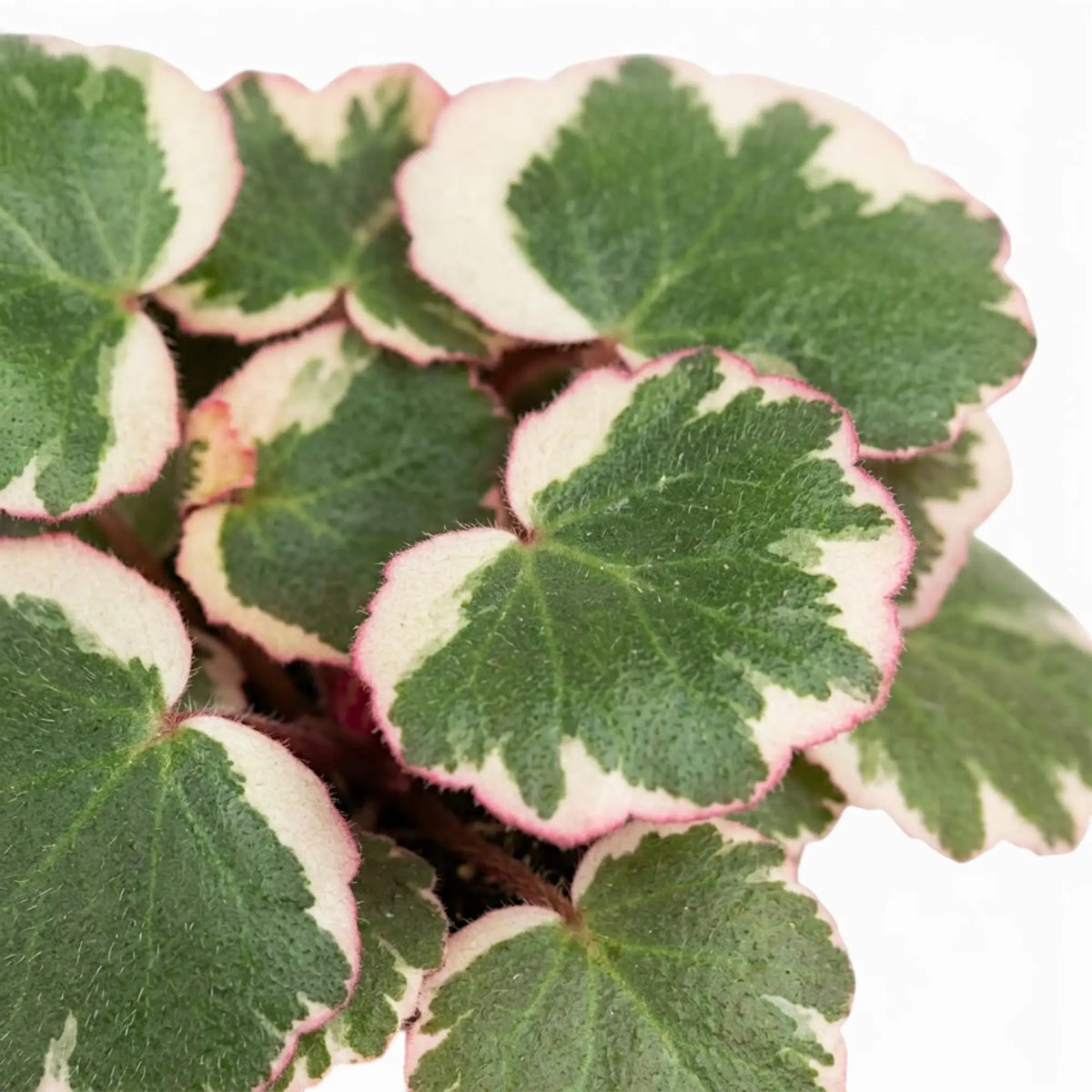 Detailed view of green Saxifraga leaves edged in cream and pink