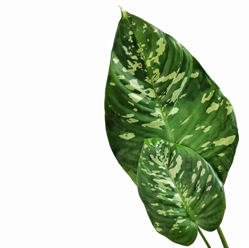 Schismatoglottis calyptrata leaf detail on white background.
