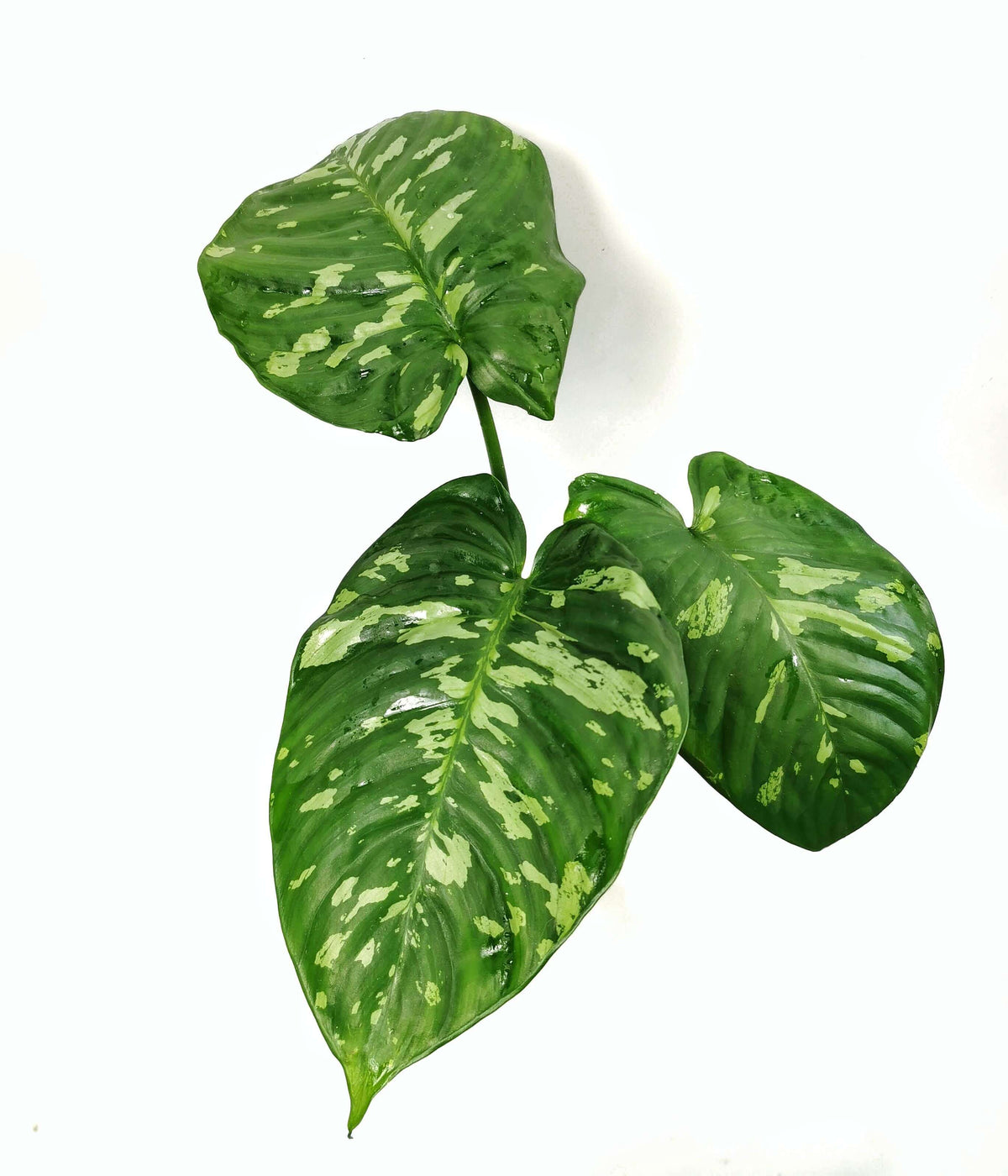 Schismatoglottis calyptrata potted plant in nursery pot on white background.