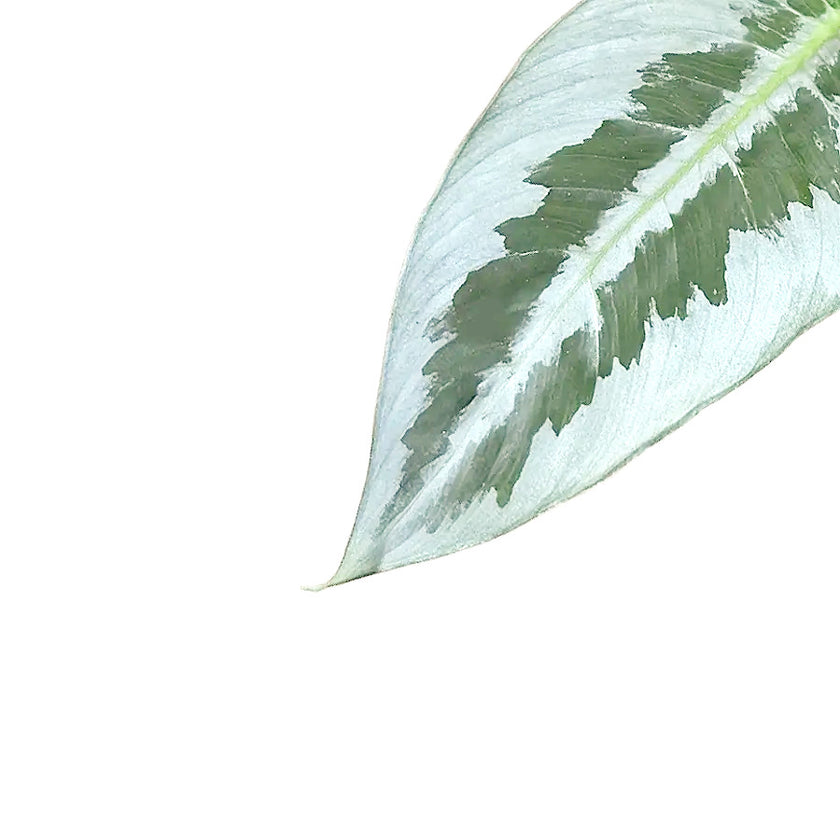 Schismatoglottis hainanensis leaf detail on white background.
