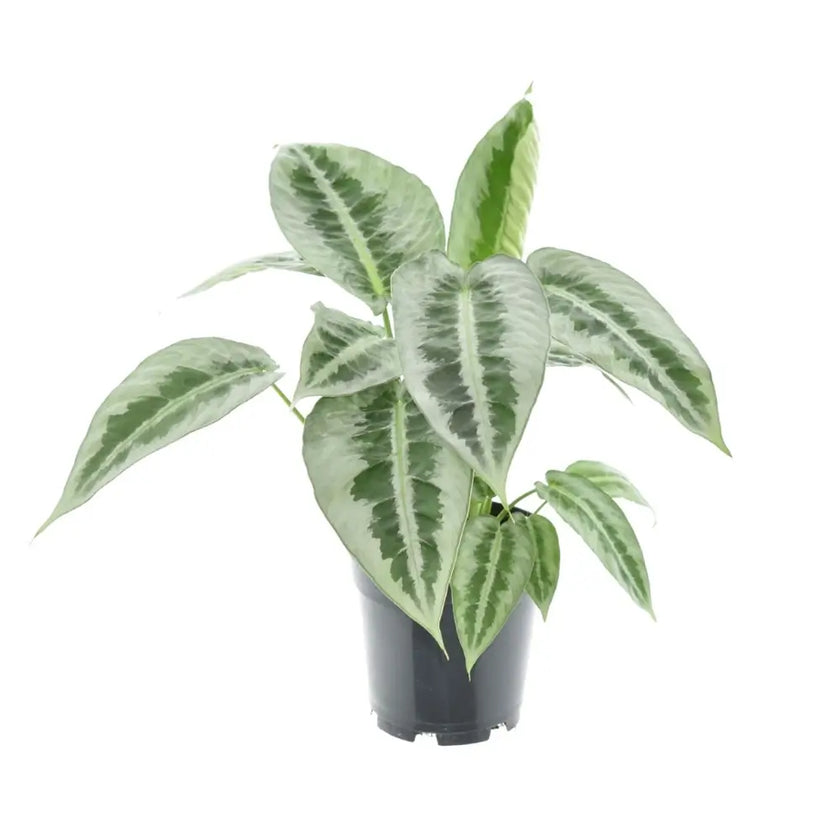 Schismatoglottis hainanensis potted plant in nursery pot on white background.