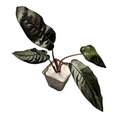 Schismatoglottis metallica potted plant in nursery pot on white background.