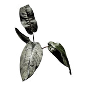 Schismatoglottis metallica potted plant in nursery pot on white background.