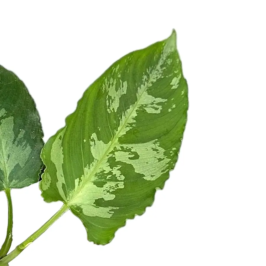 Schismatoglottis pusilla close-up of leaf on white background.
