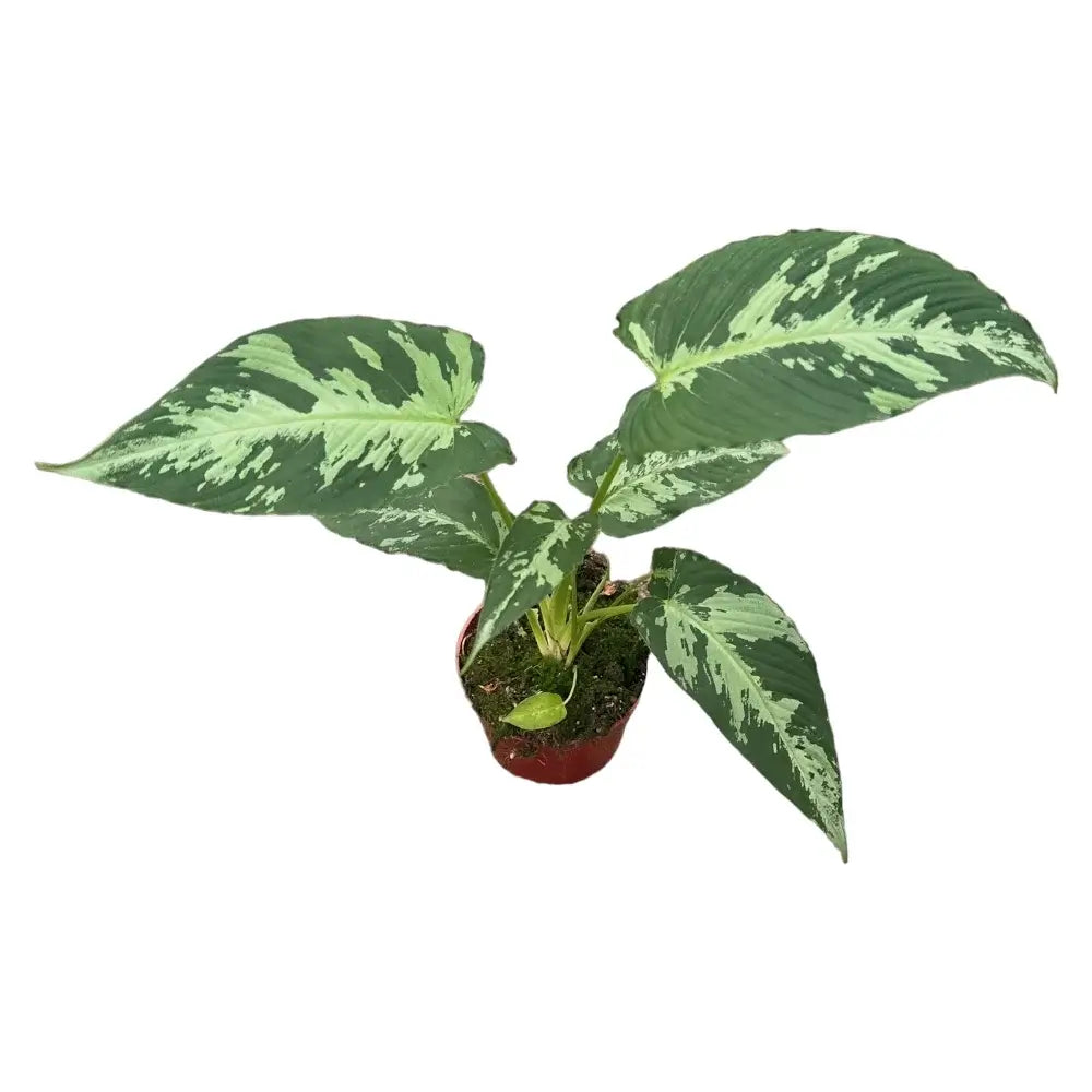 Schismatoglottis pusilla potted plant in nursery pot on white background.