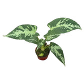 Schismatoglottis pusilla potted plant in nursery pot on white background.