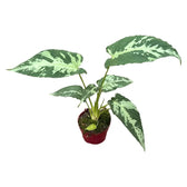 Schismatoglottis pusilla potted plant in nursery pot on white background.