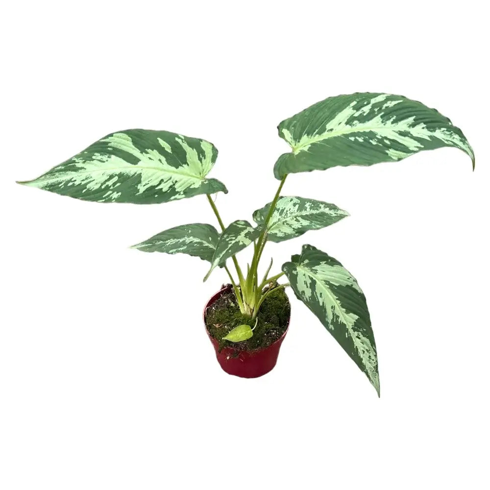 Schismatoglottis pusilla potted plant in nursery pot on white background.