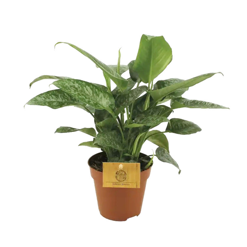 Schismatoglottis scortechinii potted plant in nursery pot on white background.