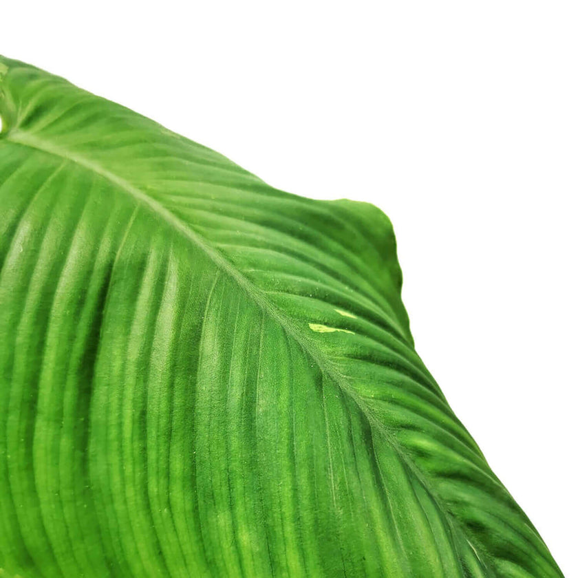 Schismatoglottis sp leaf close-up on white background.