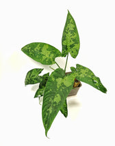 Schismatoglottis sp potted plant in nursery pot on white background.
