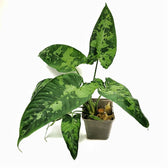 Schismatoglottis sp potted plant in nursery pot on white background.