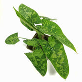 Schismatoglottis sp potted plant in nursery pot on white background.