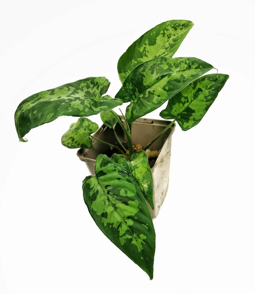 Schismatoglottis sp potted plant in nursery pot on white background.