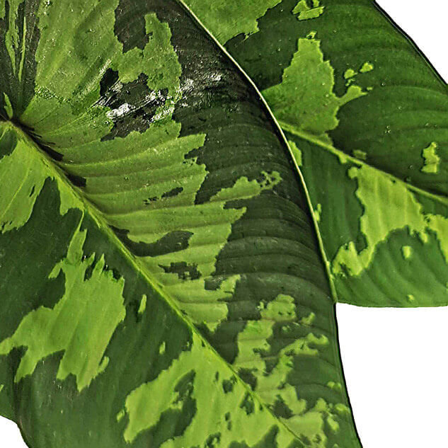 Schismatoglottis sp potted plant in nursery pot on white background.