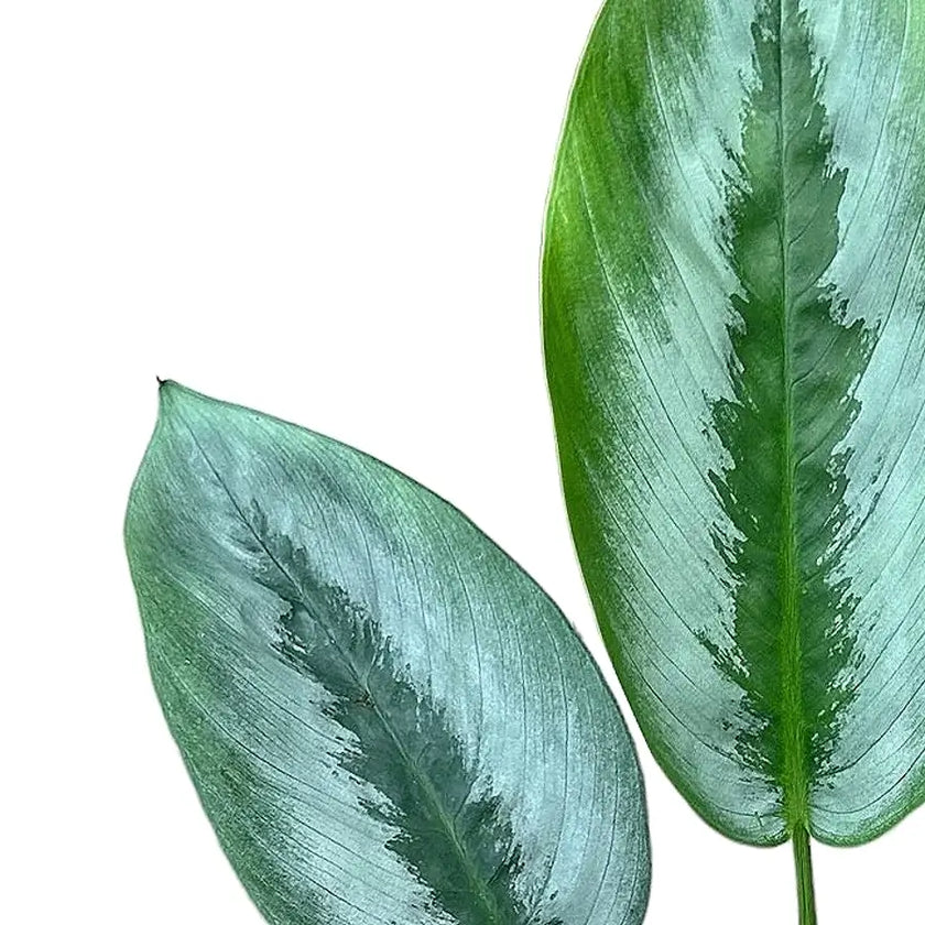 Schismatoglottis sp. Borneo 'Silver' close-up of leaf on white background.