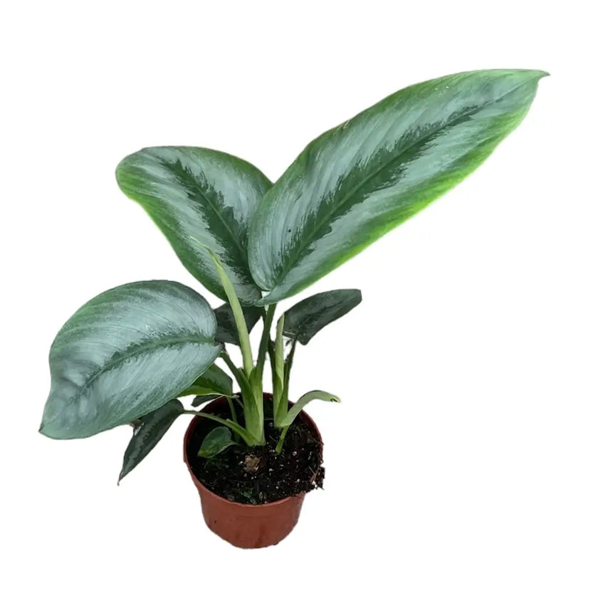Schismatoglottis sp. Borneo 'Silver' potted plant in nursery pot on white background.