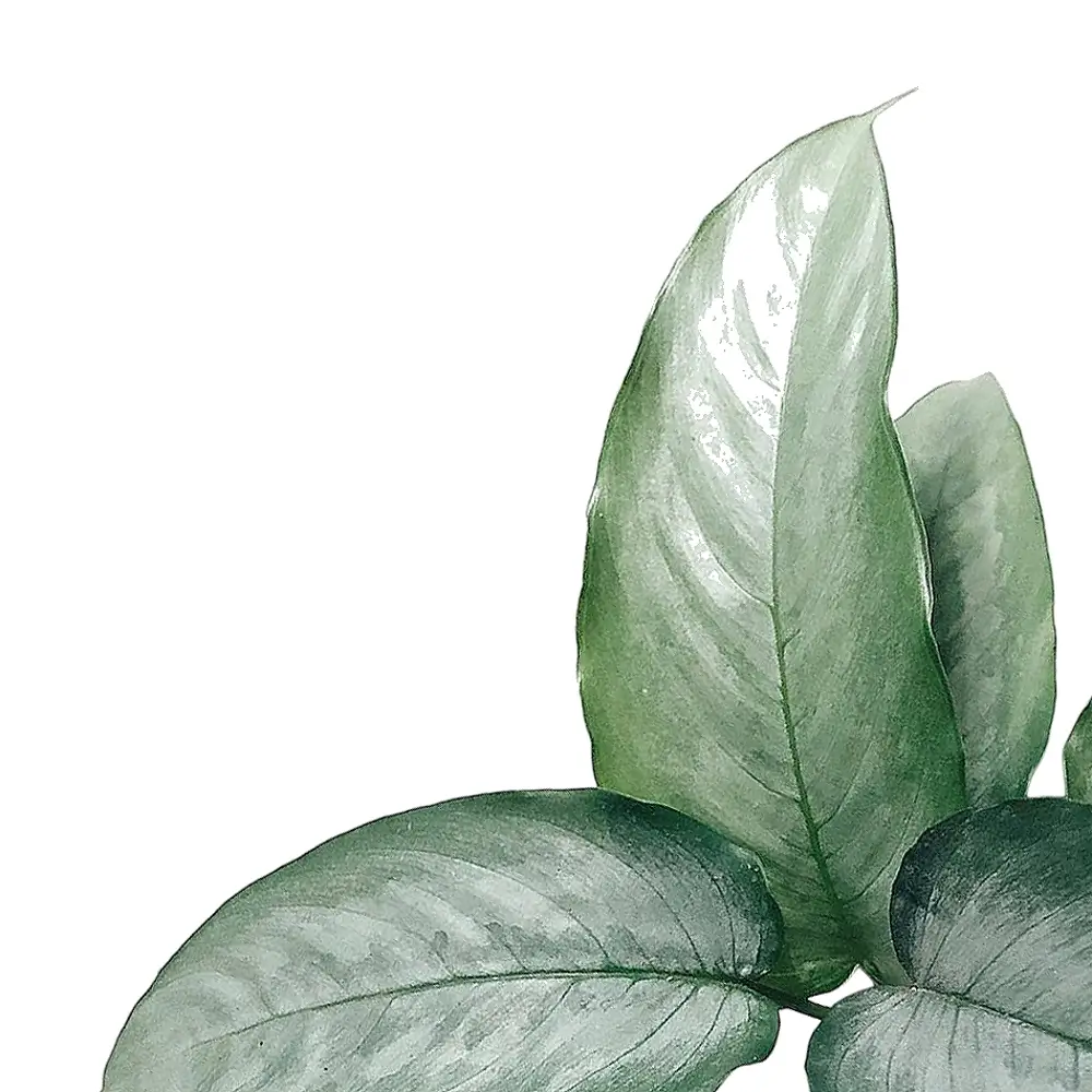 Schismatoglottis sp. 'Silver' close-up of leaf on white background.