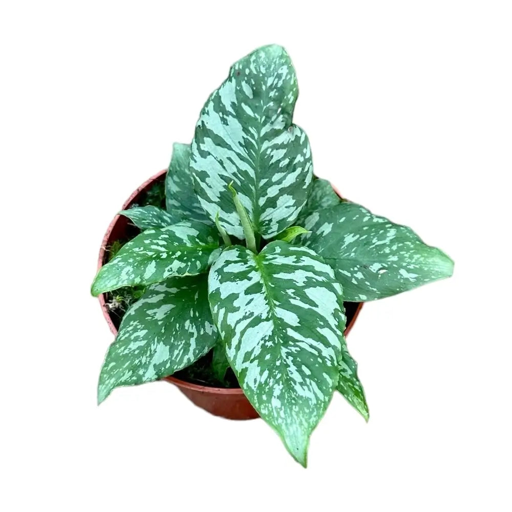 Schismatoglottis sp. Thailund Zimmerpflanze im Anzuchttopf vor weißem Hintergrund, Produktfoto 2.