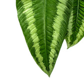 Schismatoglottis wallichii leaf detail on white background.