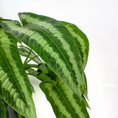 Schismatoglottis wallichii potted plant in nursery pot on white background.