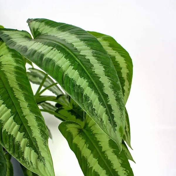 Schismatoglottis wallichii potted plant in nursery pot on white background.