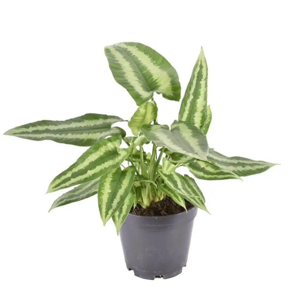 Schismatoglottis wallichii potted plant in nursery pot on white background.
