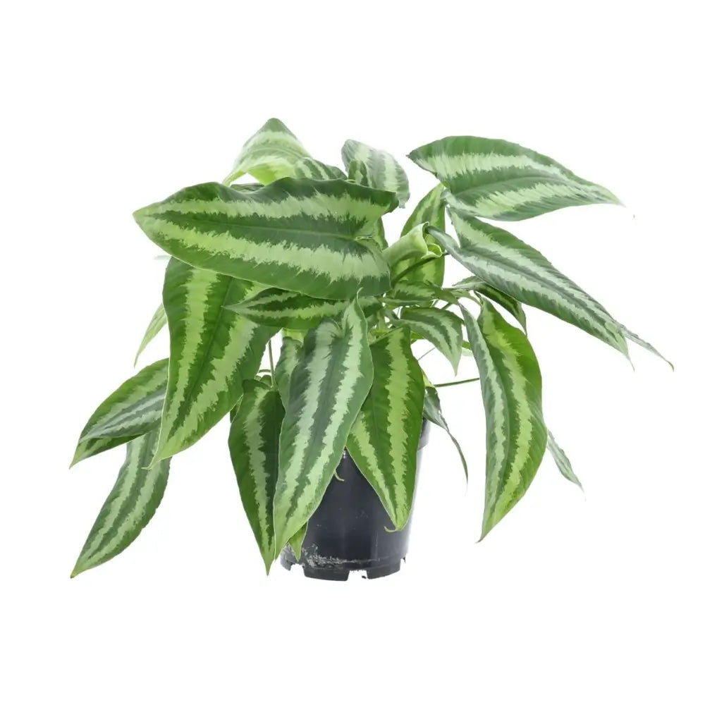 Schismatoglottis wallichii potted plant in nursery pot on white background.