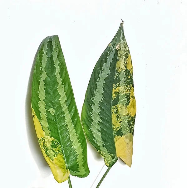 Schismatoglottis wallichii variegata close-up of leaf on white background.