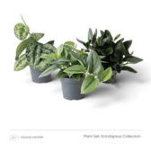 Pflanzenset Scindapsus Collection: drei Pflanzen mit silberfarbenen, grünen und dunklen Blättern zusammen in Kulturtöpfen