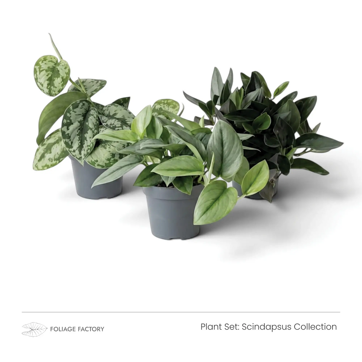 Pflanzenset Scindapsus Collection: drei Pflanzen mit silberfarbenen, grünen und dunklen Blättern zusammen in Kulturtöpfen
