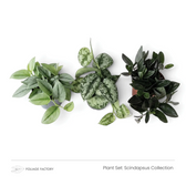 Drei gemusterte Scindapsus-Pflanzen aus der Scindapsus Collection, von oben