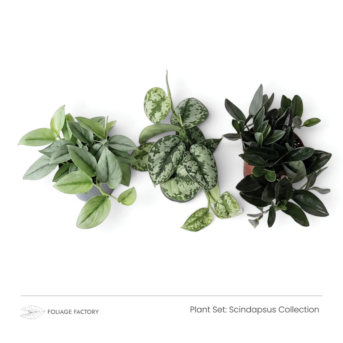 Drei gemusterte Scindapsus-Pflanzen aus der Scindapsus Collection, von oben