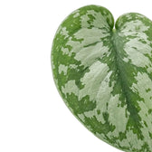 Single Scindapsus 'Exotica' leaf with broad silver patches, a green central vein and an irregular green border.