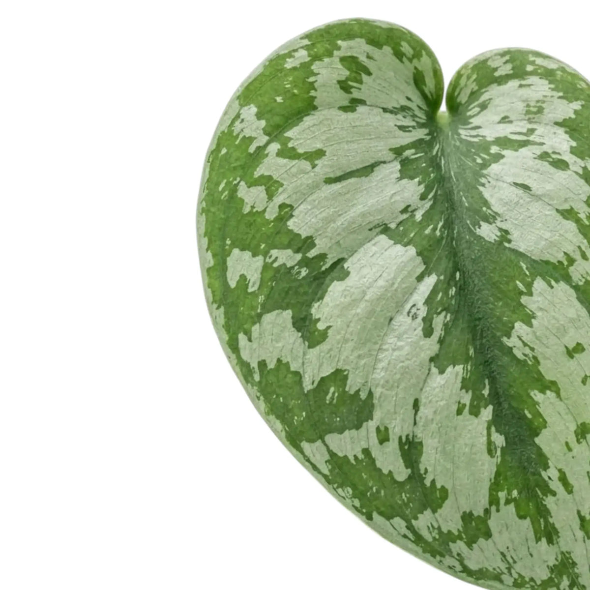 Single Scindapsus 'Exotica' leaf with broad silver patches, a green central vein and an irregular green border.