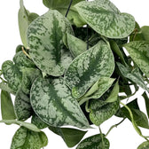Scindapsus 'Exotica' foliage close-up with overlapping silvery leaves patterned with dark green mottling.