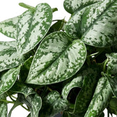 Close-up of Scindapsus 'Exotica' heart-shaped leaves with silver patches and irregular dark green borders.