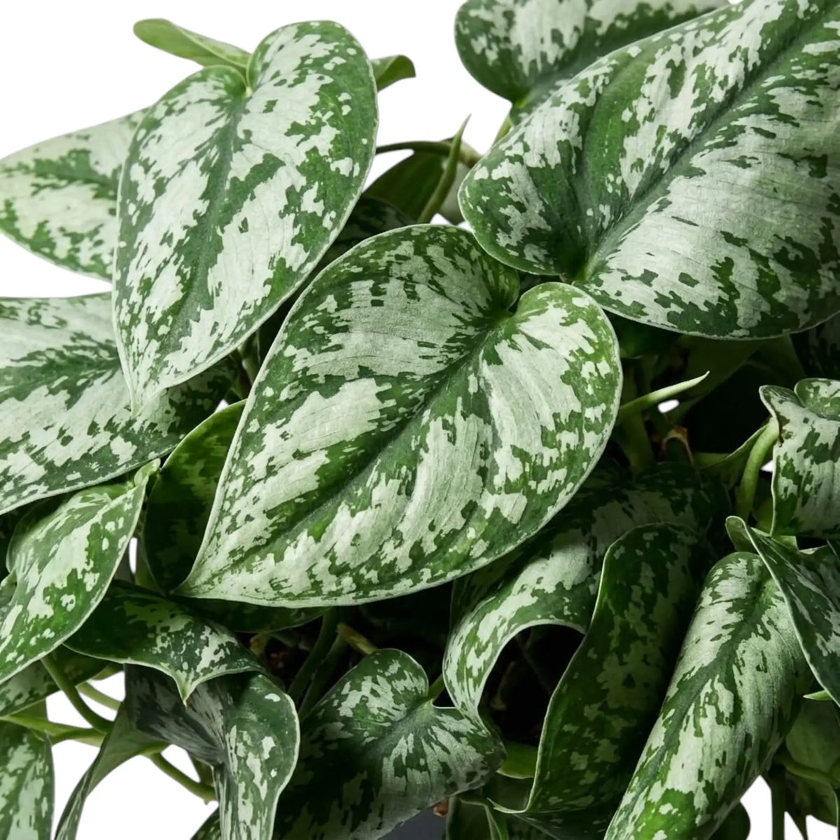 Close-up of Scindapsus 'Exotica' heart-shaped leaves with silver patches and irregular dark green borders.