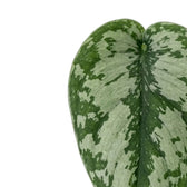 Scindapsus 'Exotica' leaf detail showing silver patches, fine veins and a dark green central stripe.
