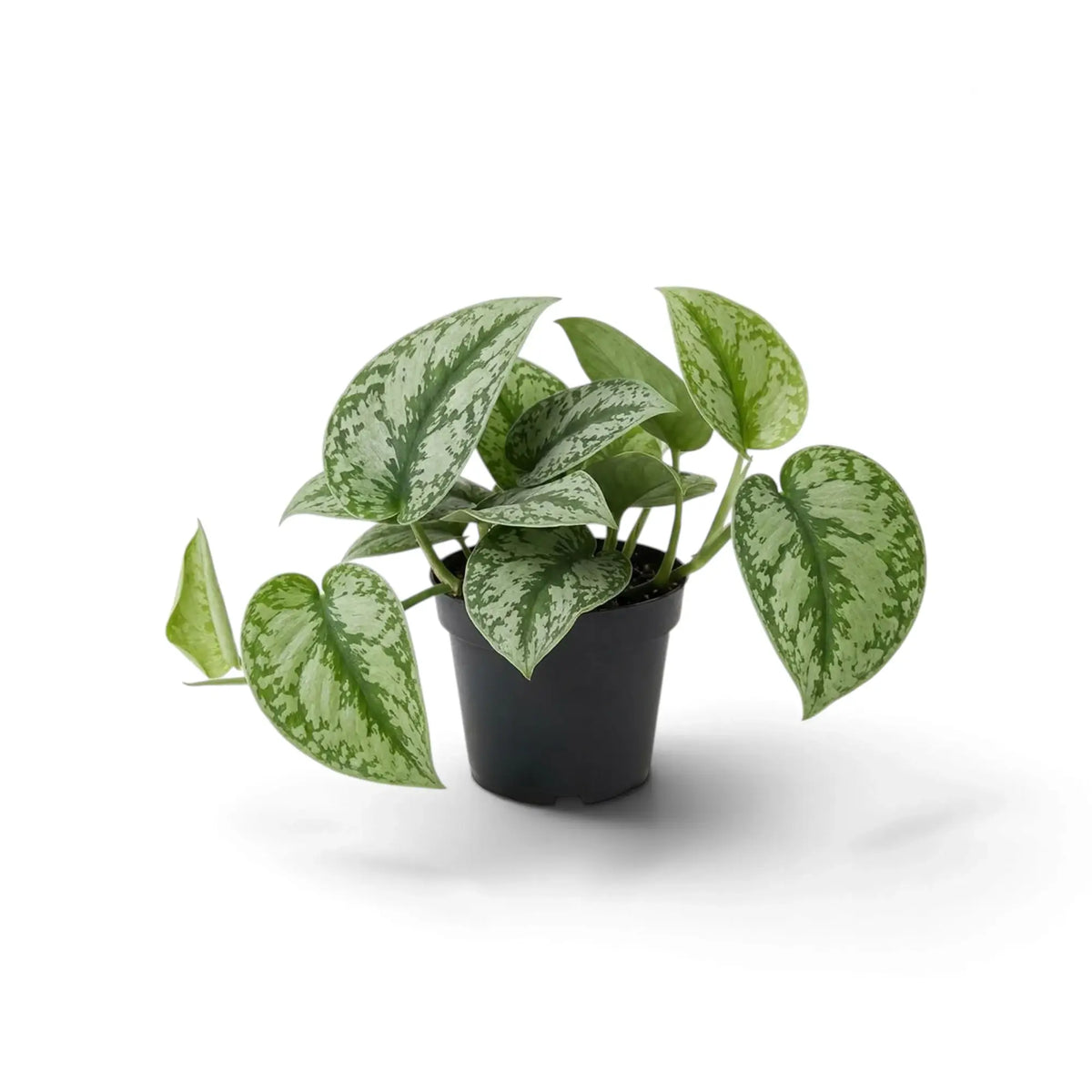 Potted Scindapsus 'Exotica' with silvery heart-shaped leaves held above the rim on spreading leaf stalks.