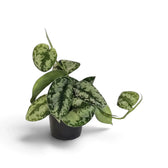 Small Scindapsus 'Exotica' with silver-blotched heart-shaped leaves and a vine extending beyond the pot.