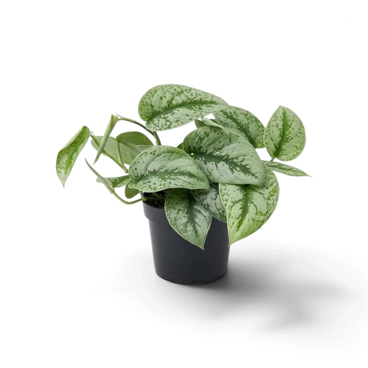 Scindapsus 'Exotica' with broad silver-patterned leaves and curling stems above a nursery pot.